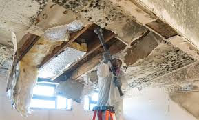 Why You Should Choose Our Mold Remediation Services in Grinnell, IA